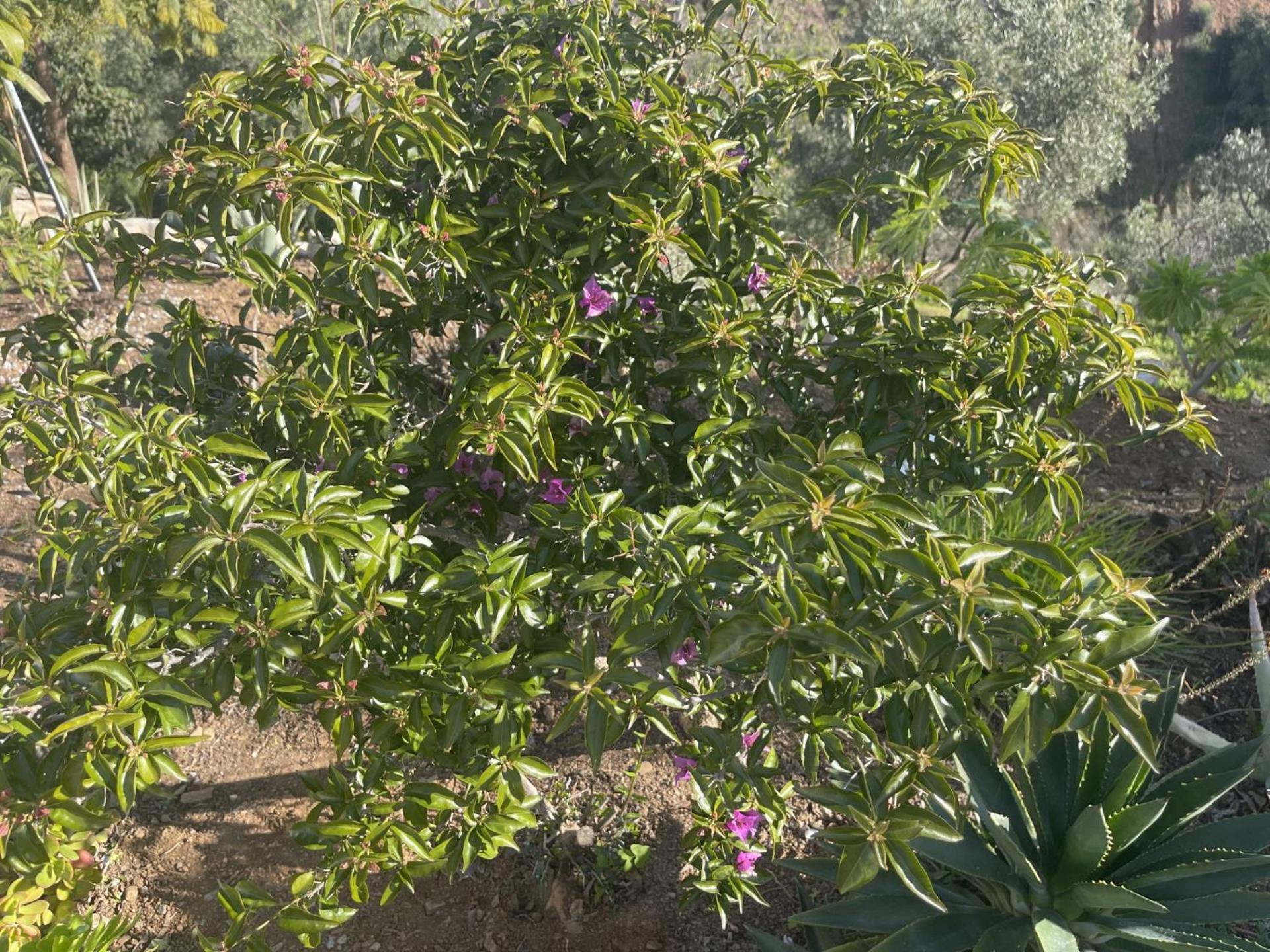 ألورا B&B Sol Y Monte المظهر الخارجي الصورة